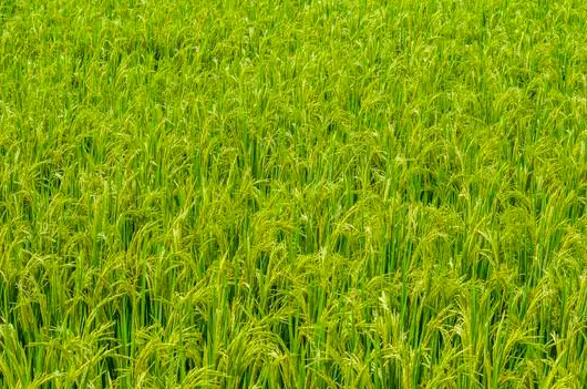 Using Field Spectroradiometer to Identify Rice Chlorophyll Concentration
