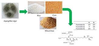 Application of Fourier Transform Infrared (FTIR) Spectroscopy for Rapid Detection of Fumonisin B2 in Raisins