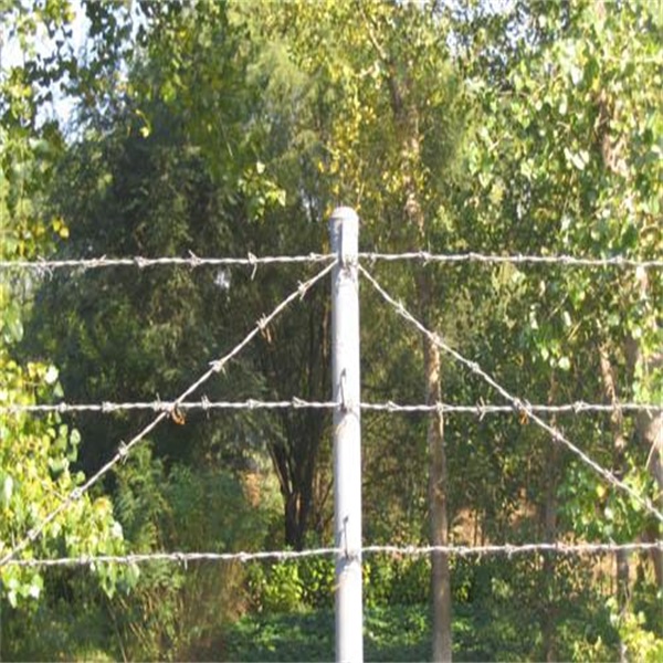 Real Barbed Wire pirce