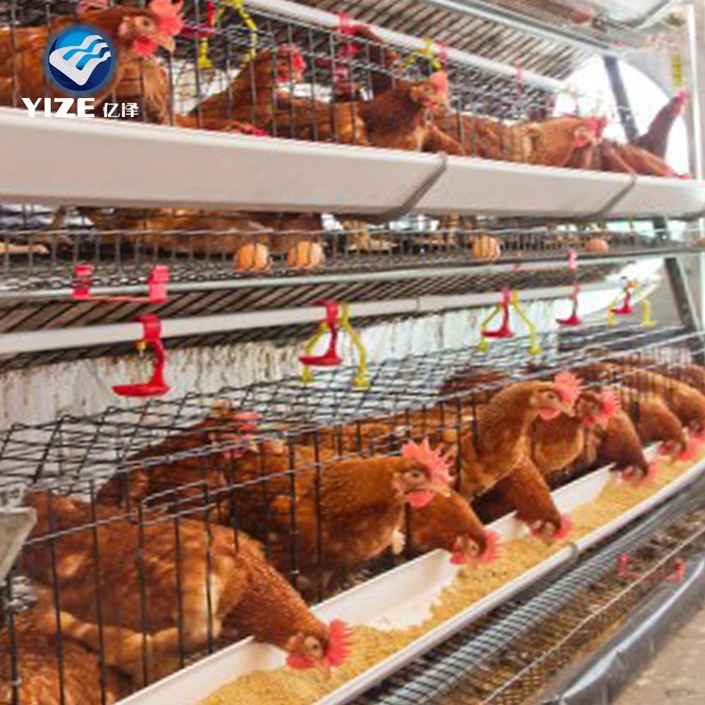 Business Plan for a Chicken Farm with 150,000 Chickens