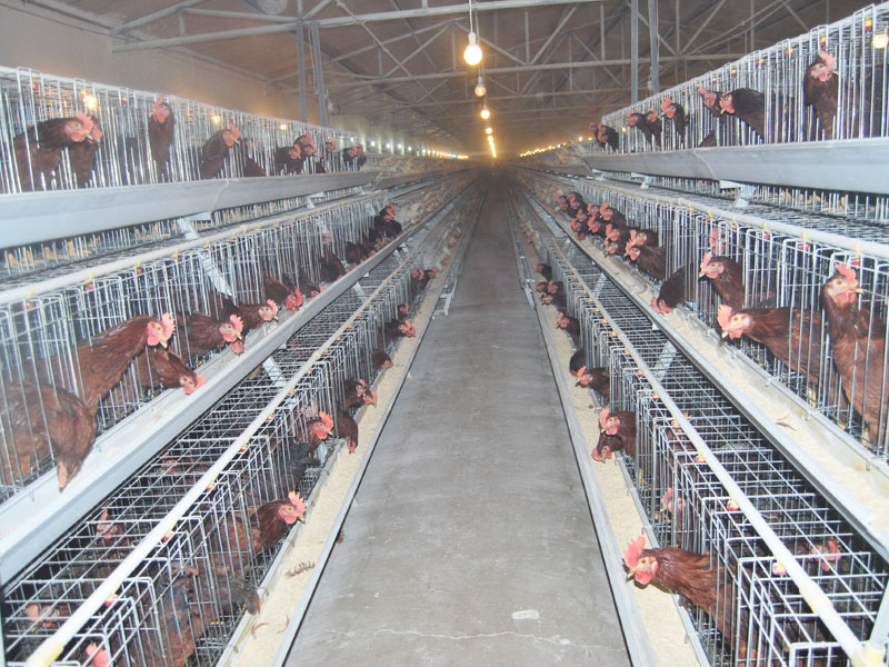 Advantages Of Chicken Breeder Cage
