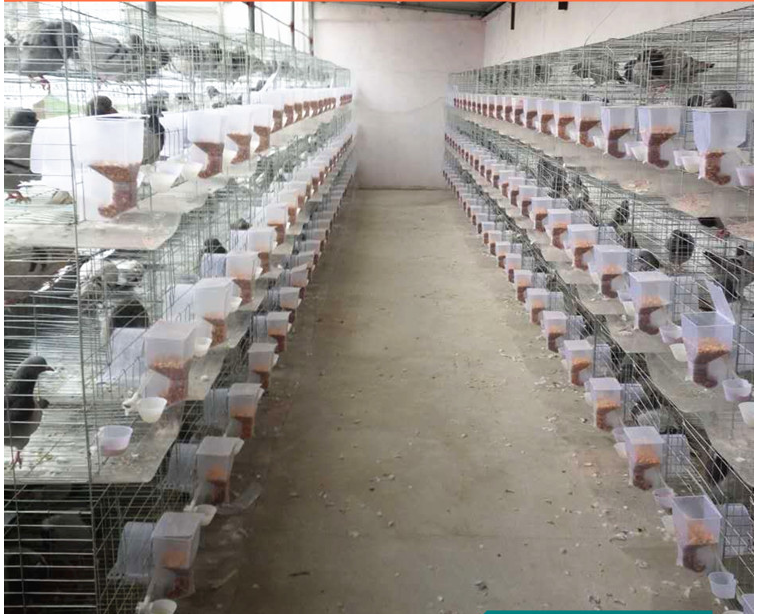 Advantages Of Pigeon Cages