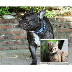 New Arrival Pet Products Custom Logo Dog Collar With Private Label