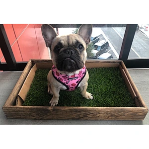 Porch Potty Standard The best grass dog potty on the market Dog Litter Box training LARGE Protective Sleeve - (OAK)