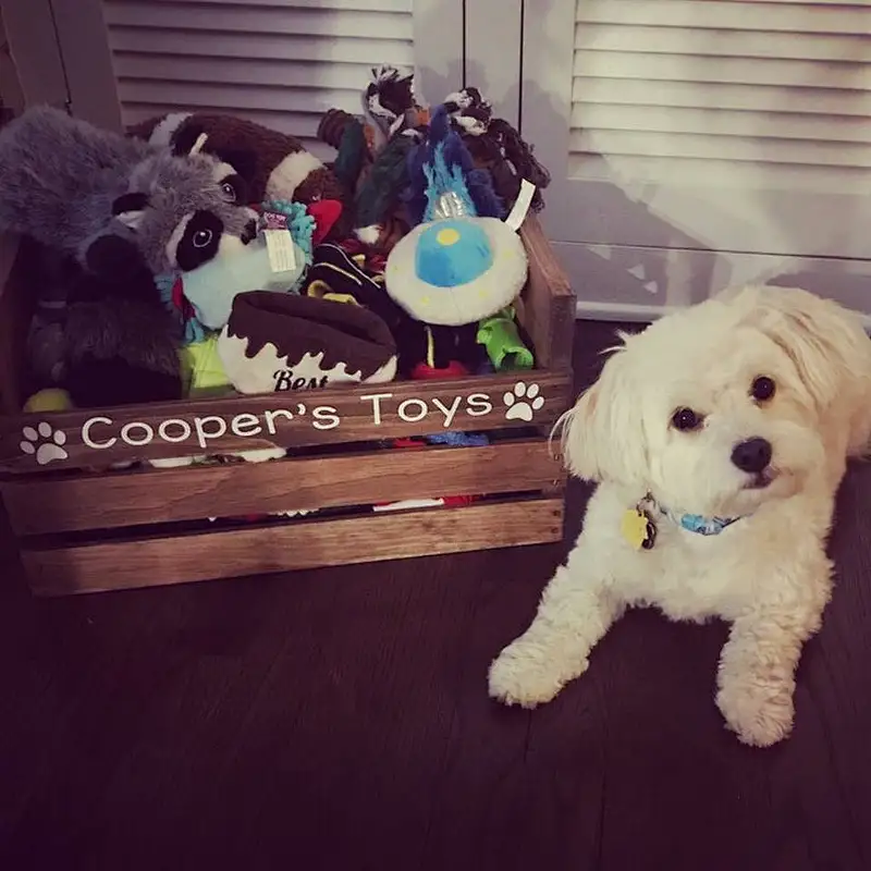 Wooden Pet Box