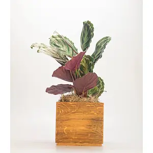 Large Plant Pot Rectangular Planter Rustic Modern Planter Herb Planter