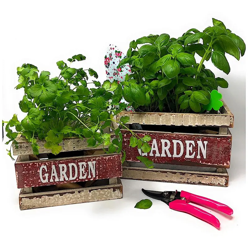 Wooden Crates Fruit Basket Decorative Kitchen Storage Garden Decor by PKD (Set of 3)