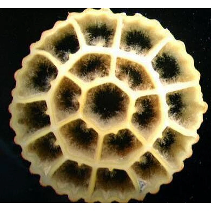 100% virgin plastic aquarium filter media bio balls mbbr for aquaculture fish pond moving bed biofilm reactor