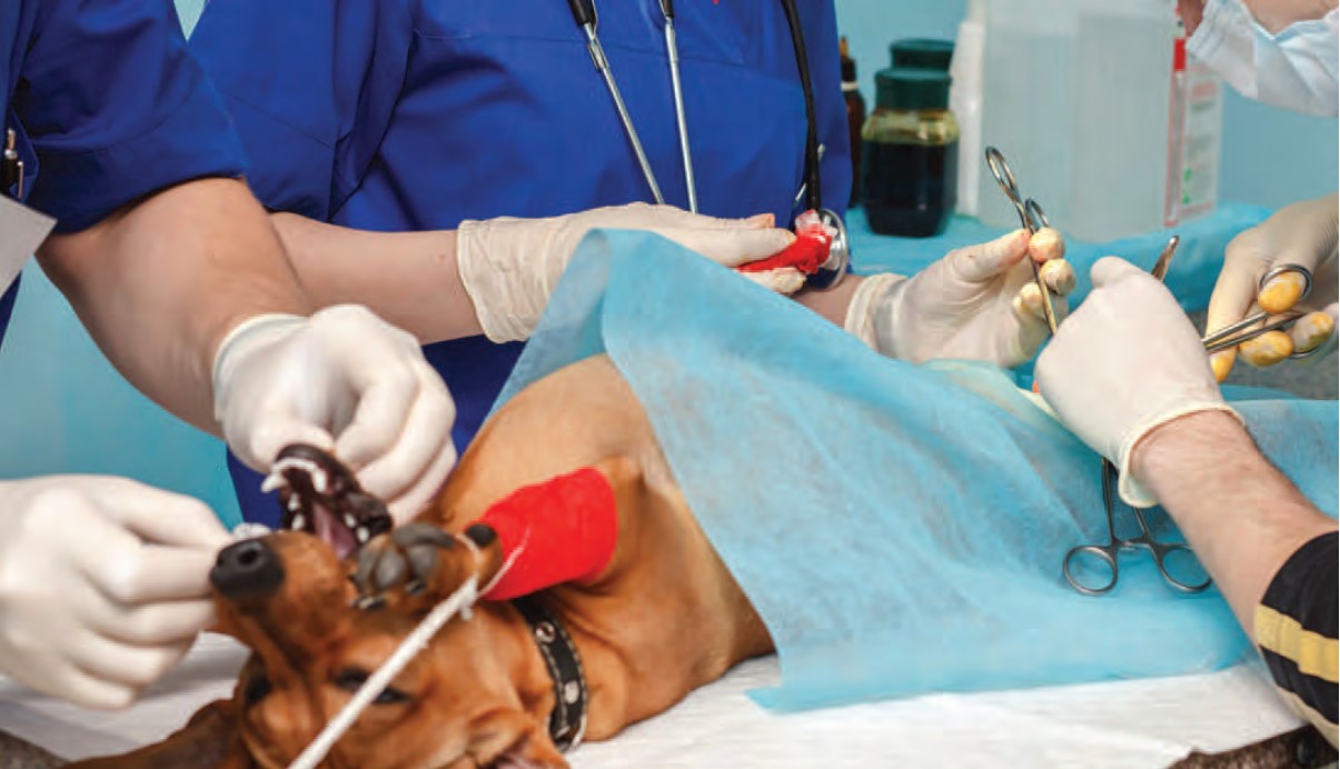 vet patient monitor