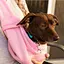 Cat Puppy Single Shoulder Sling Bag 