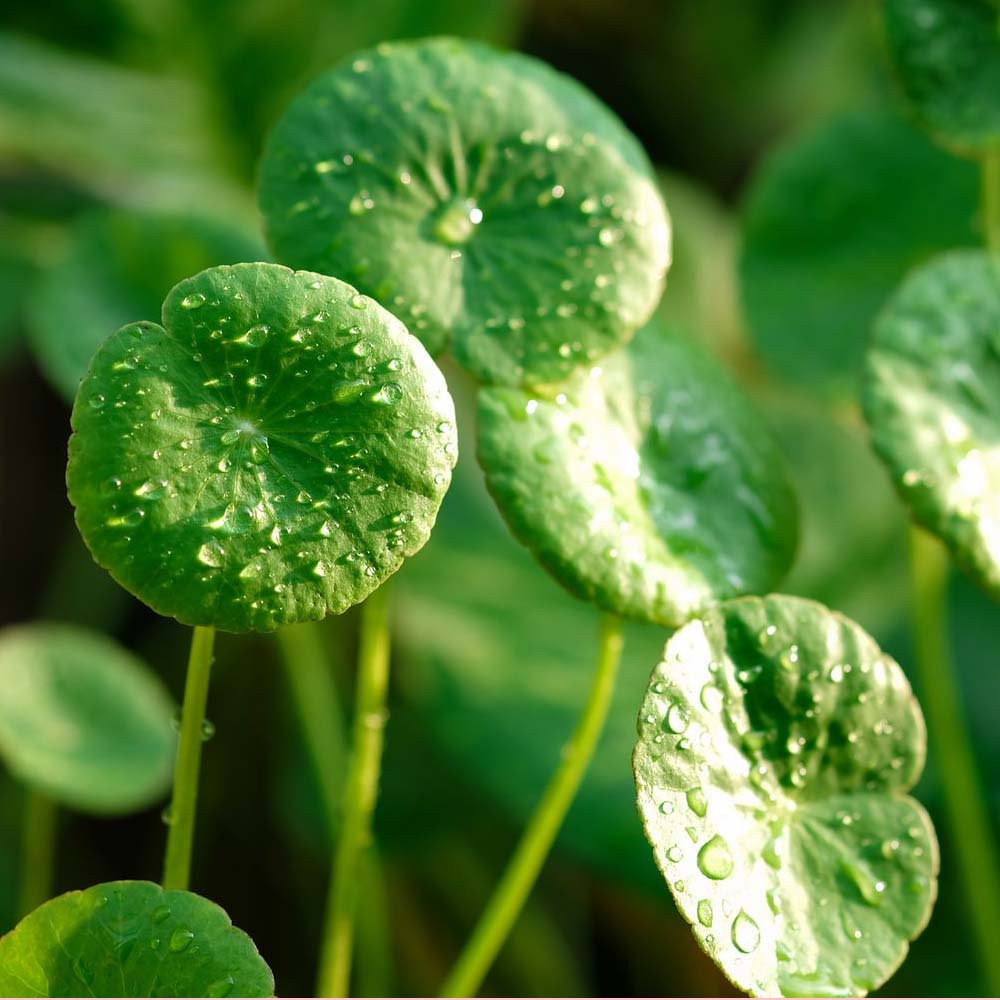CENTELLA ASIATICA REPAIRING SERUM