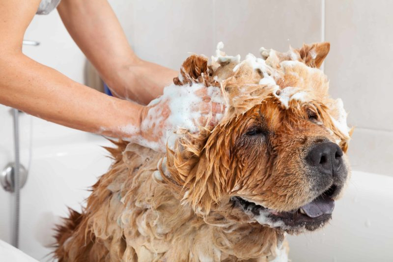 Pet Conditioner
