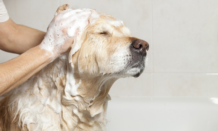 Pet Shampoo