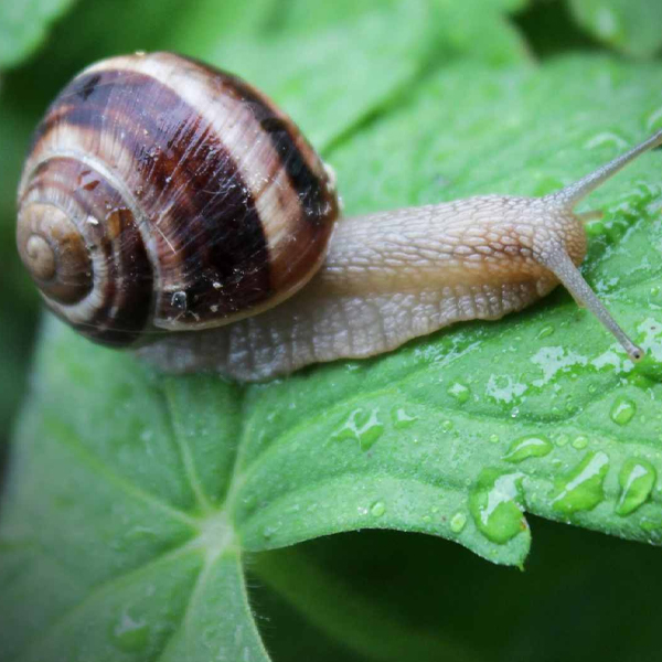 Snail Skin Care