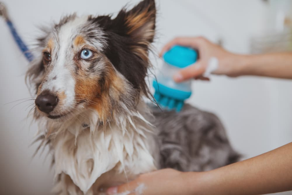 Pet Conditioner