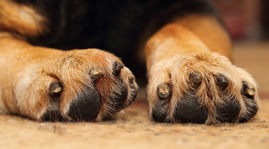 Pet Paw Balm