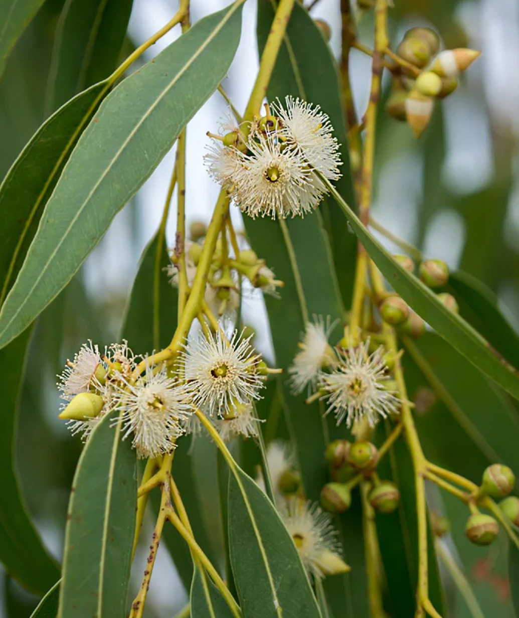 Eucalyptus Face Cream