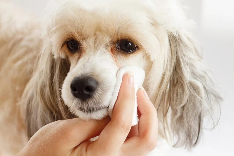 Pet Tear Stain Remover
