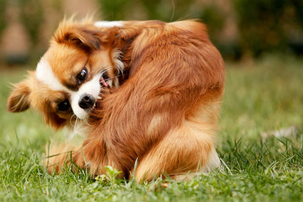 Pet Anti-itch Spray