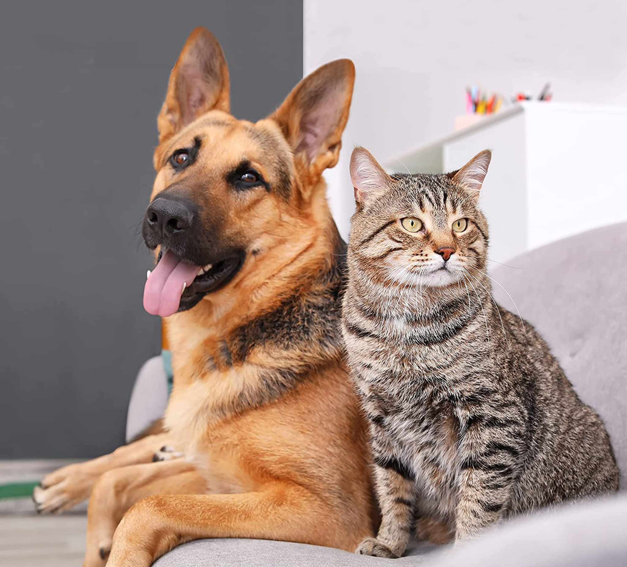 Pet Anti-itch Spray