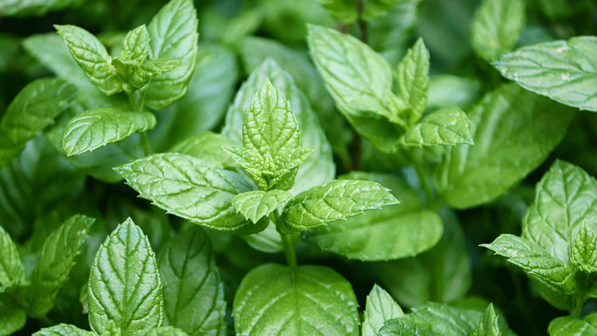 Mint Lip Plumping Oil
