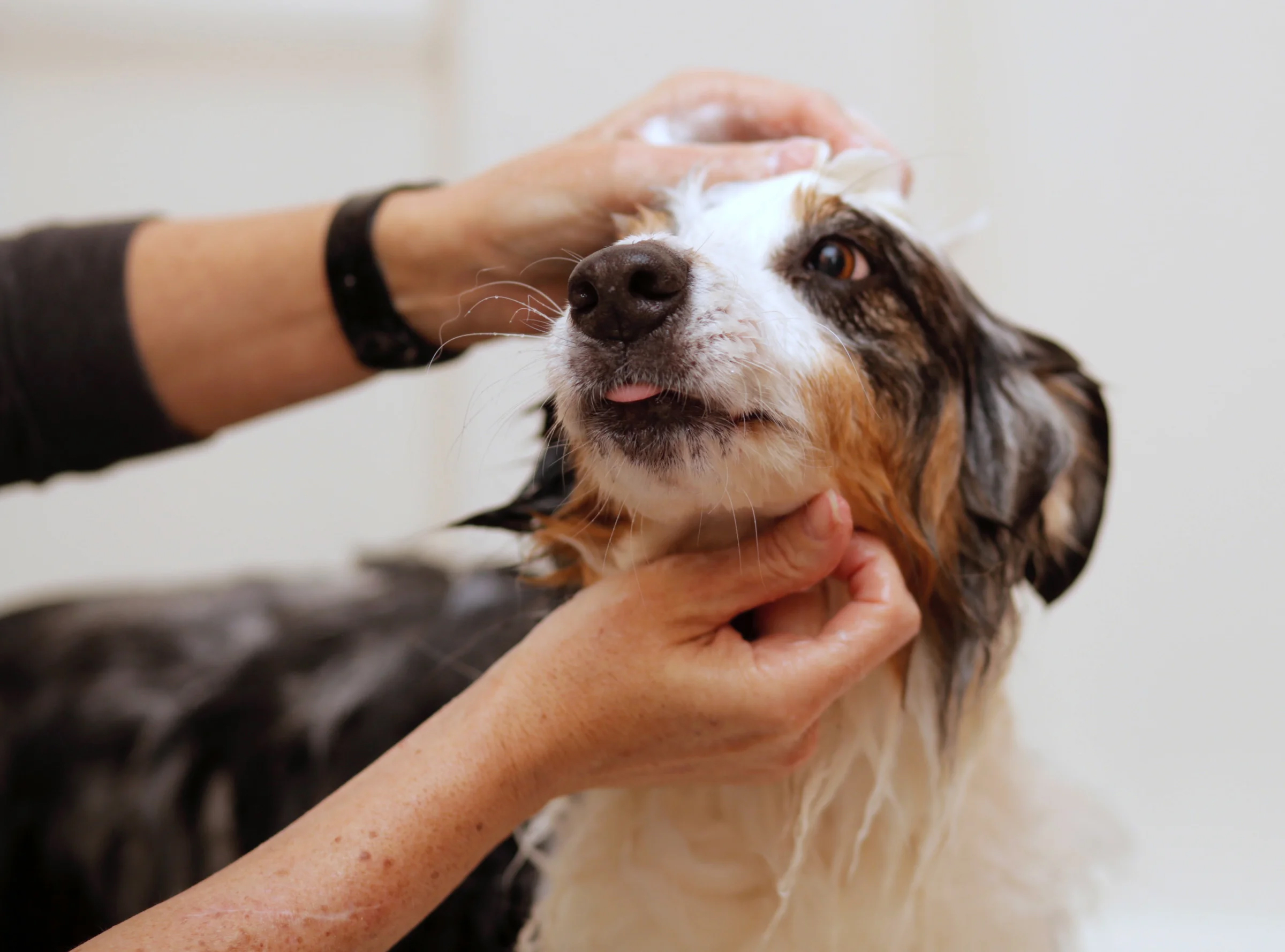 Pet Conditioner