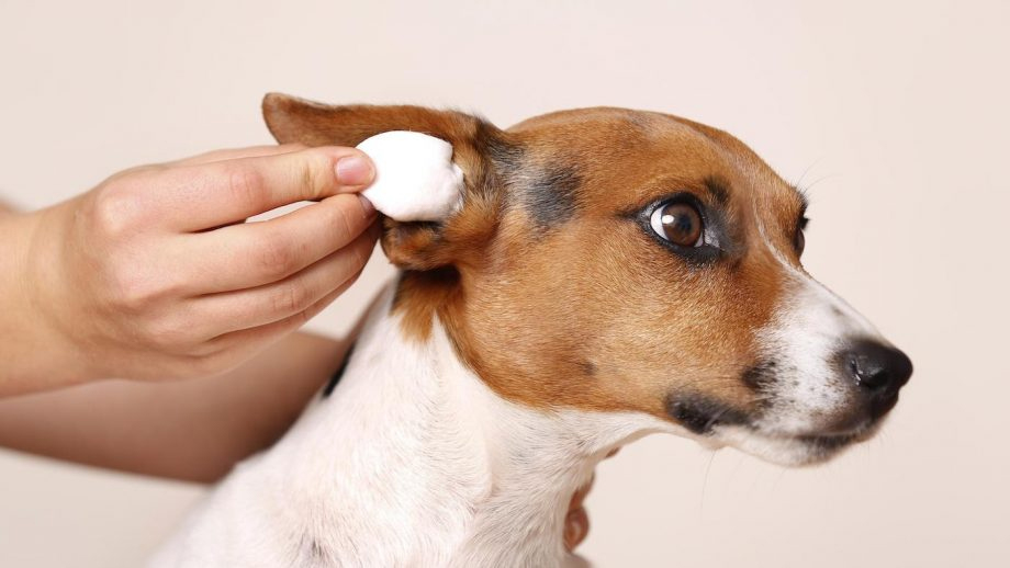 Pet Ear Cleanser