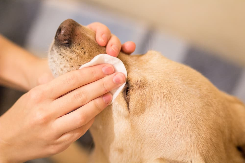 Pet Tear Stain Remover
