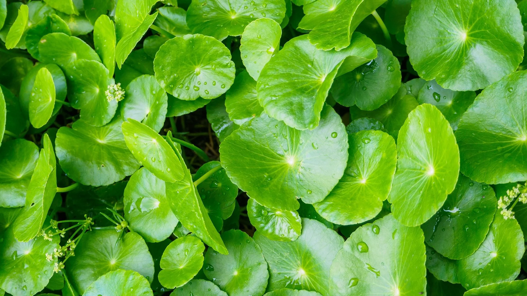 CENTELLA ASIATICA REPAIRING SERUM
