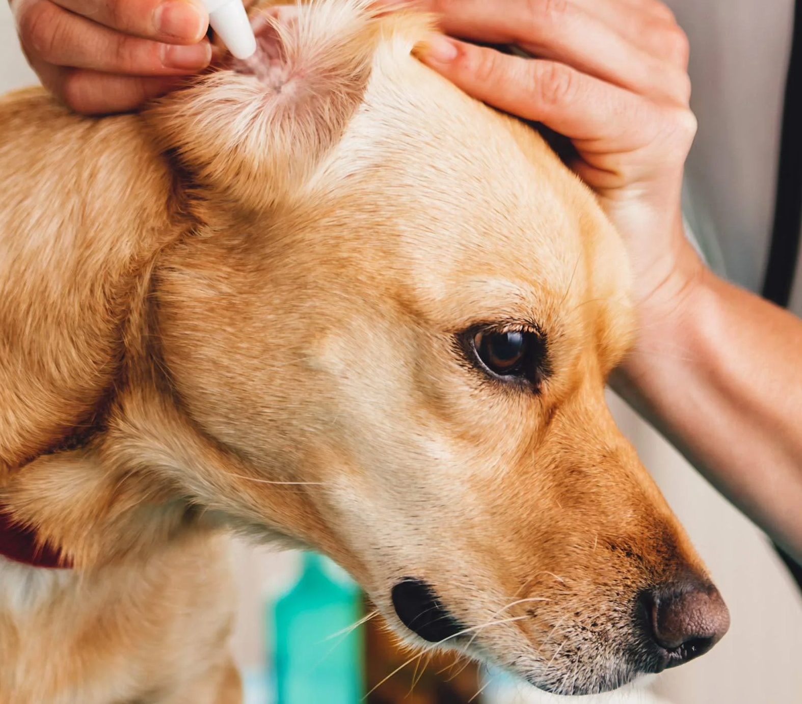 Pet Ear Cleanser