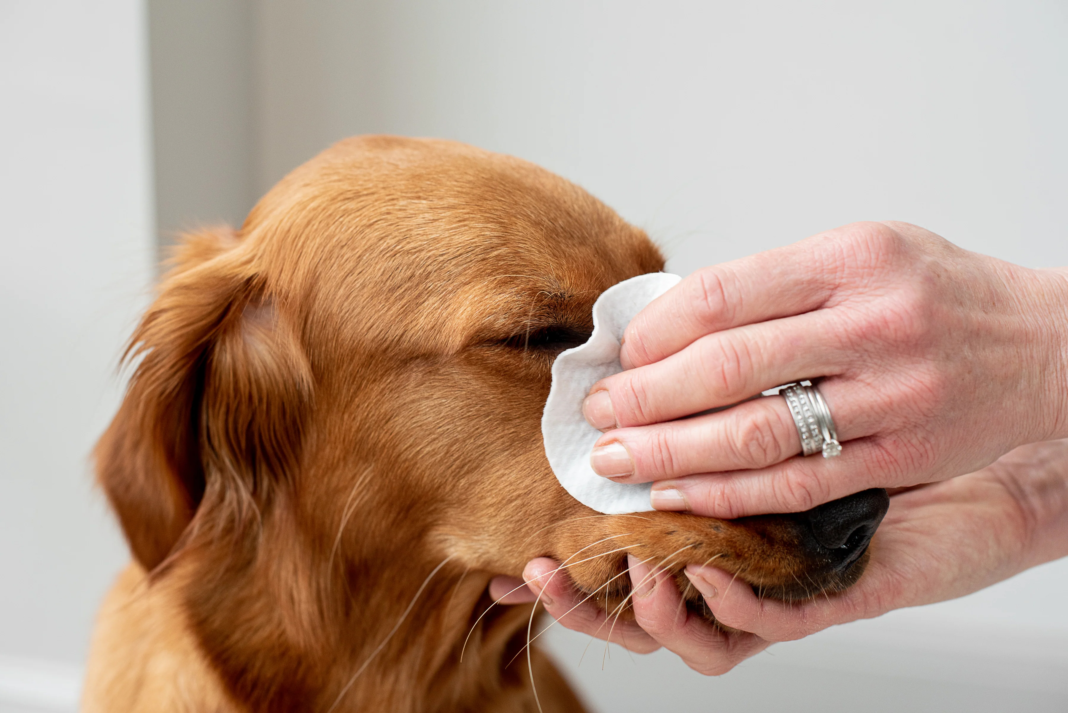 Pet Tear Stain Remover