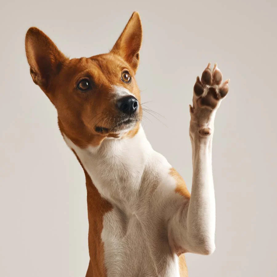 Pet Paw Balm