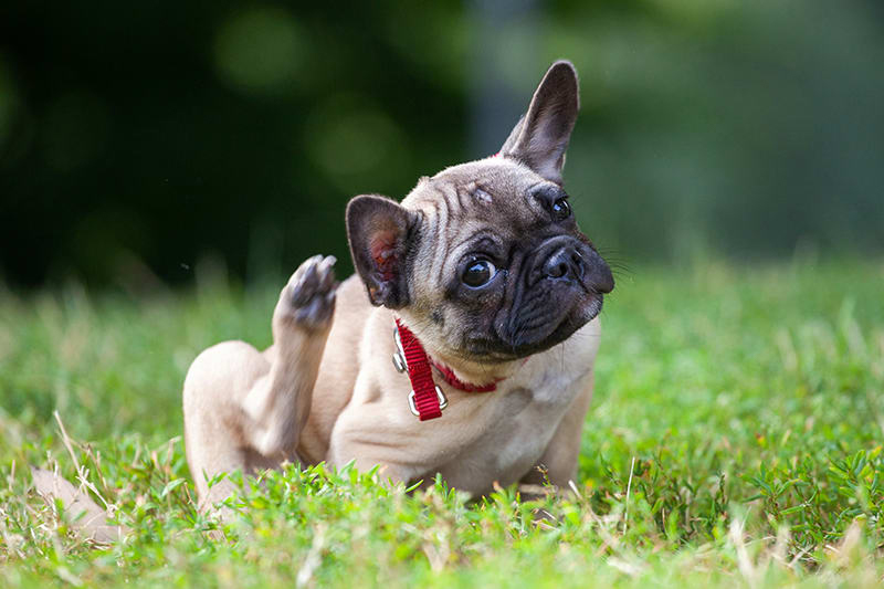 Pet Anti-itch Spray