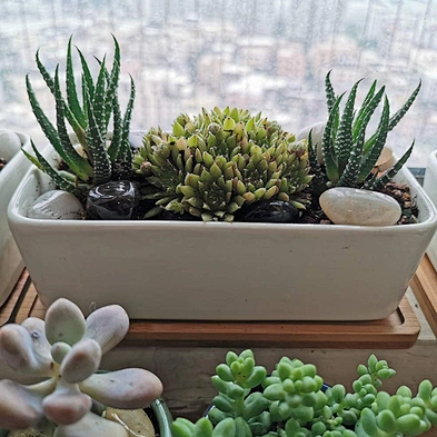 Rectangle White Ceramic Succulent Planter Pots Mini Flower Plant Containers With Wooden Tray