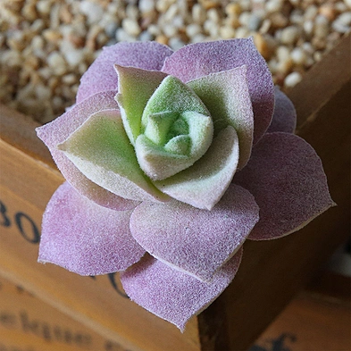 Factory 4-9 cm mini decorated plastic flowers Flower arrangement accessories artificial succulent plants