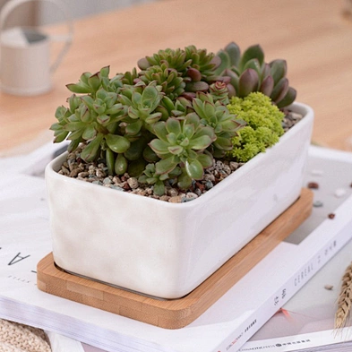 Rectangle White Ceramic Succulent Planter Pots Mini Flower Plant Containers With Wooden Tray