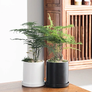 Wholesale Custom Indoor Desk Decorative Cactus Succulent Planter Black White Ceramic Flower Pots With Tray