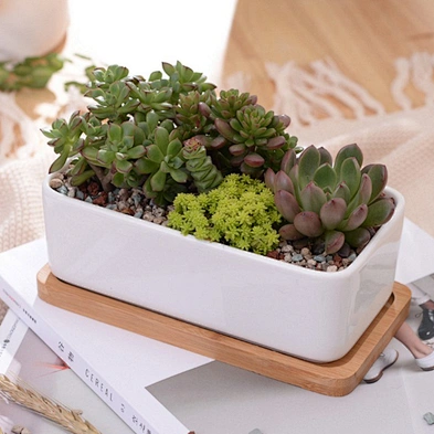 Rectangle White Ceramic Succulent Planter Pots Mini Flower Plant Containers With Wooden Tray