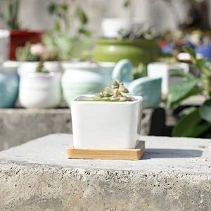 Mini Succulent Planter Garden Pots With Bamboo Tray Bright White Modern Ceramic Garden Pot