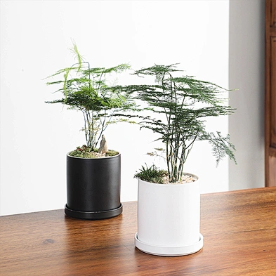 Wholesale Custom Indoor Desk Decorative Cactus Succulent Planter Black White Ceramic Flower Pots With Tray