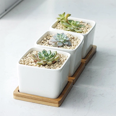 Mini Succulent Planter Garden Pots With Bamboo Tray Bright White Modern Ceramic Garden Pot