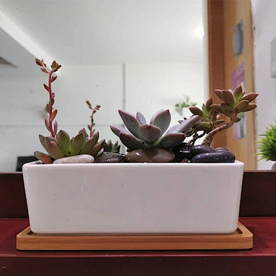 Rectangle White Ceramic Succulent Planter Pots Mini Flower Plant Containers With Wooden Tray