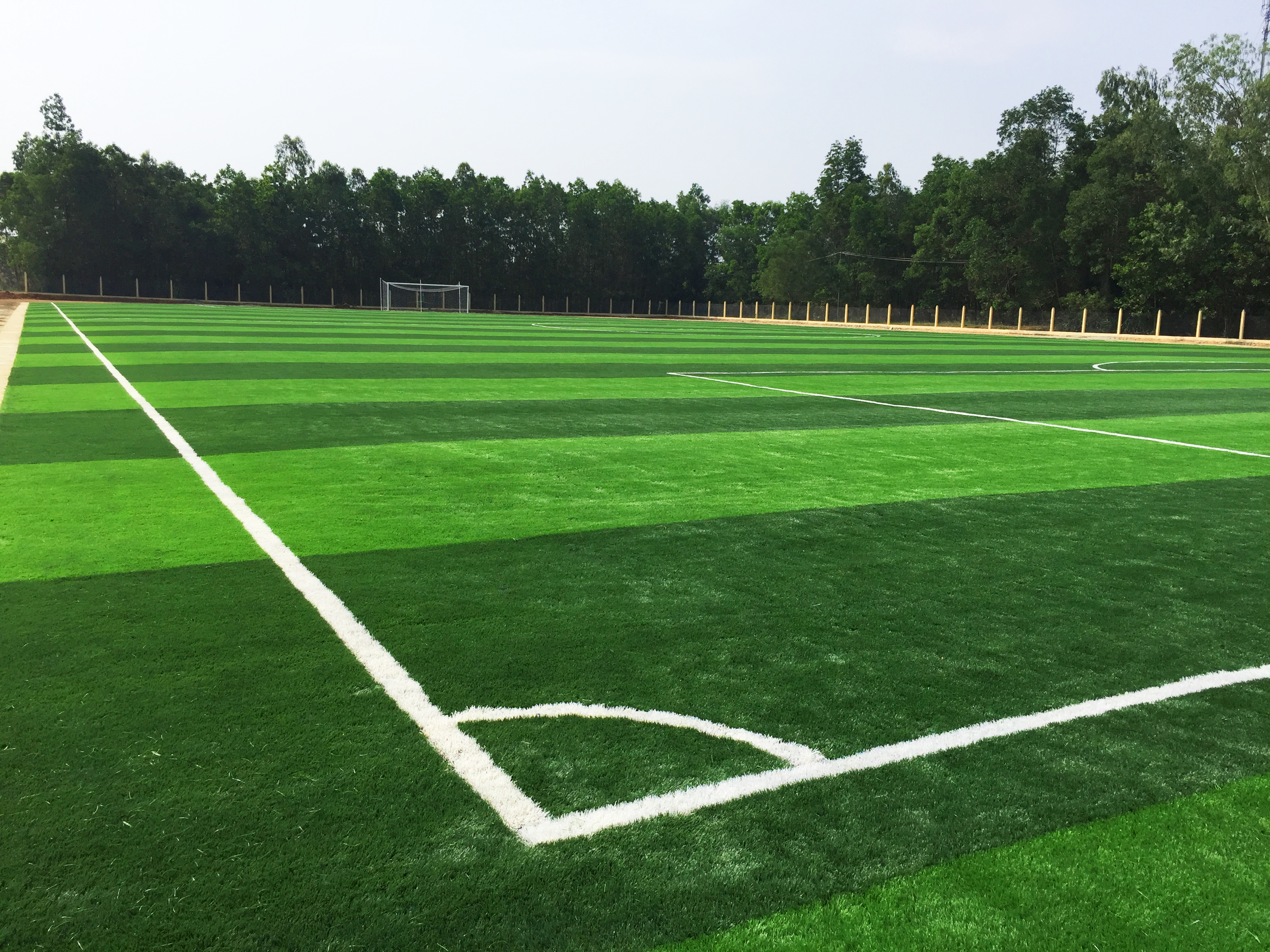 grass for football field