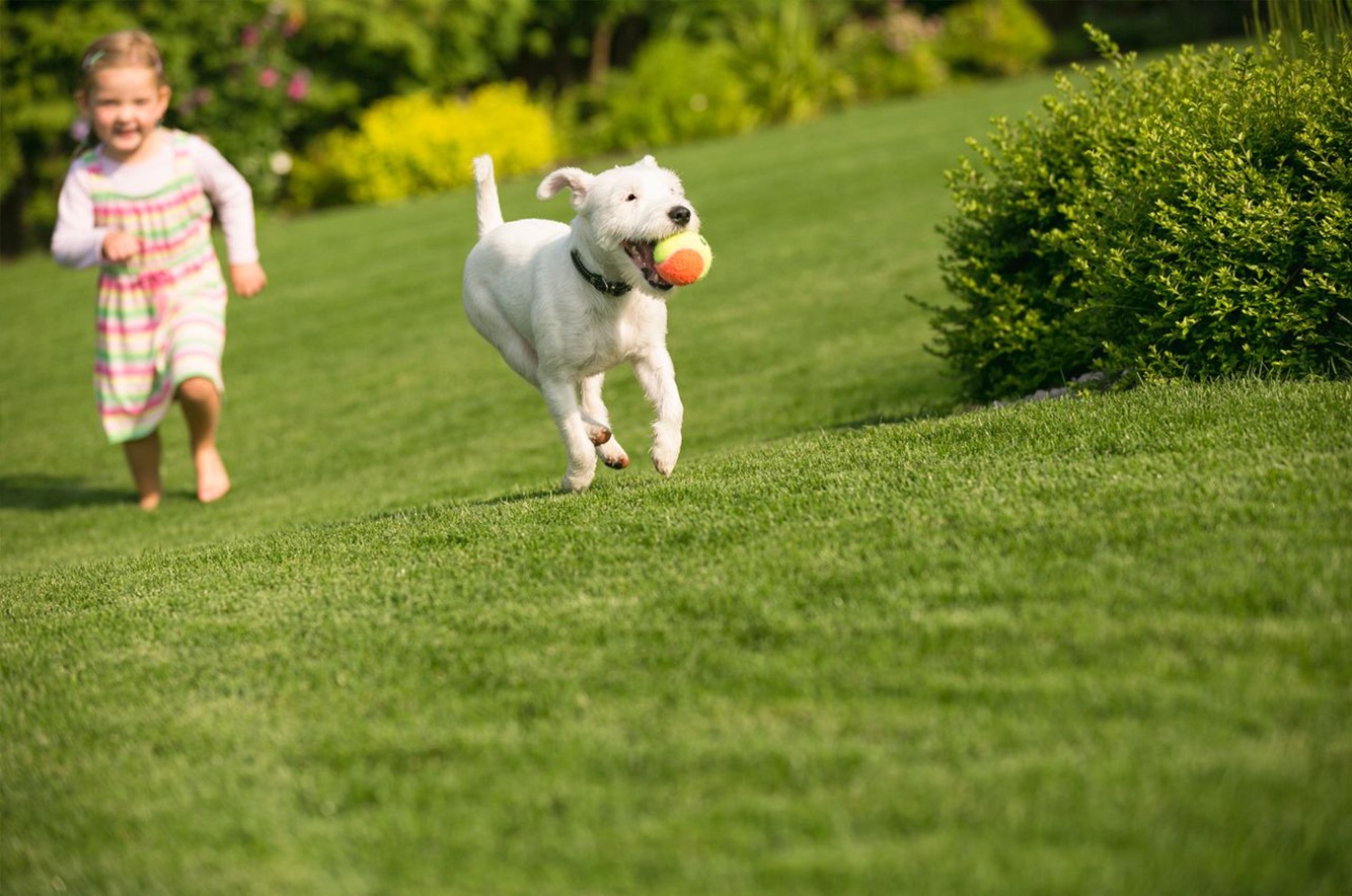 Pet Grass