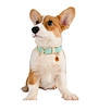 Energinox Free Engraved Leather Pet ID Tags Genuine Luxury Leather Dog Collar