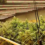 How to Make the Most Efficient Use of Your Cannabis Production Space