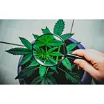 Lessons All Growers Can Learn From the Cannabis Gold Rush