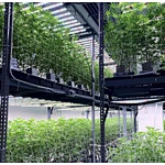 LED GROW LIGHT BUYER'S GUIDE(1-18)——PART 11