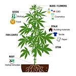 What are CBD and THC?