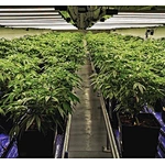 LED GROW LIGHT BUYER'S GUIDE(1-18)——PART 3
